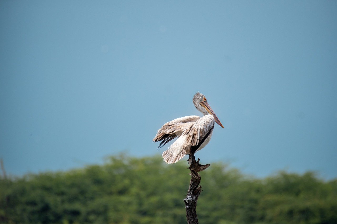 교보생명 실비보험, 모바일로 손쉽게 청구하는 방법