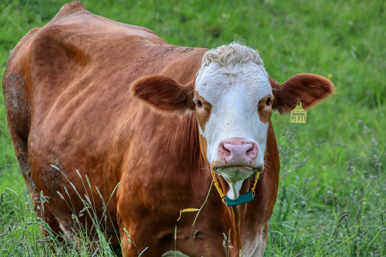 인덕원대우 푸른마을 아파트: 매력과 전망을 알아보세요
