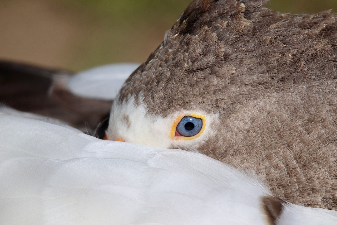 2022년, 무료 신년운세 보기! 나만의 행복 찾기 위한 세 가지 방법