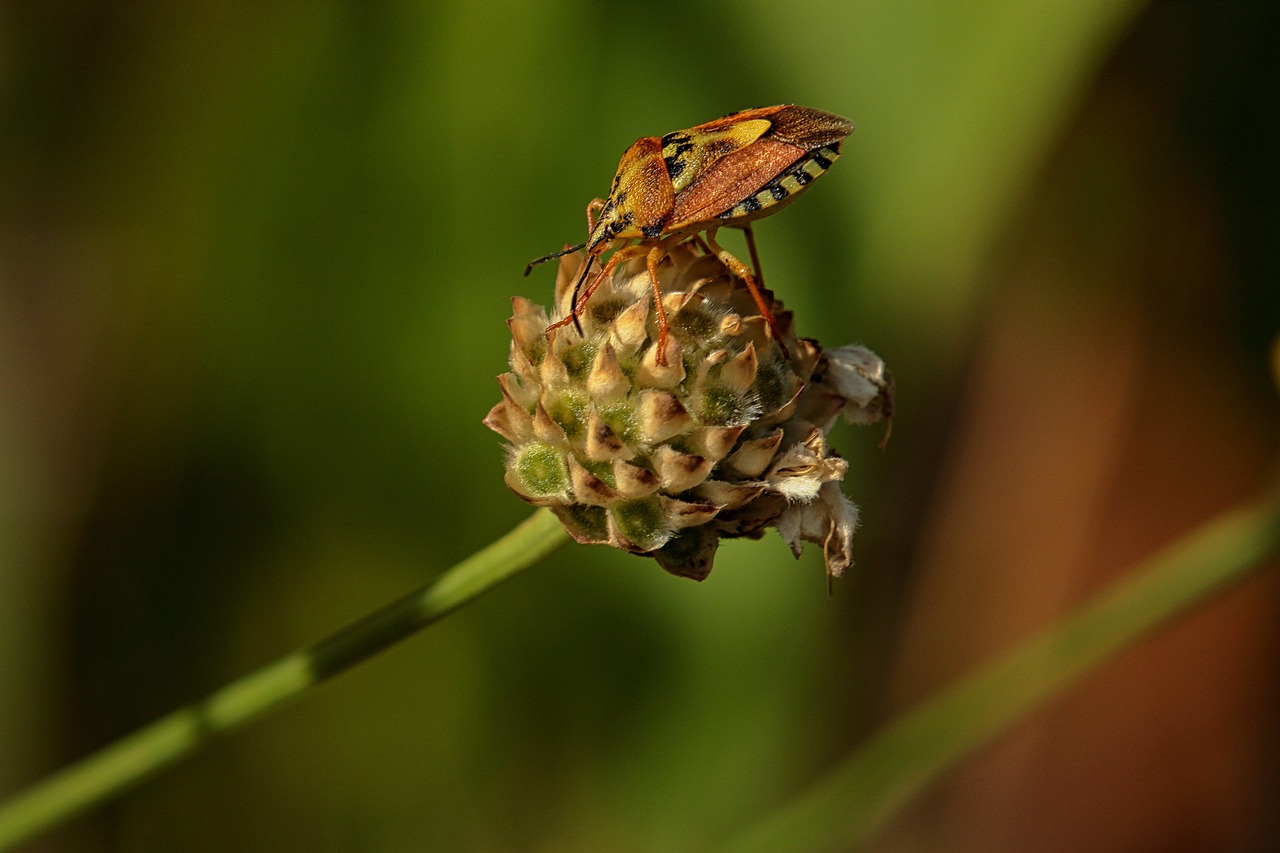 강아지 심장사상충에 최적의 선택, 넥스가드 스펙트라의 모든 것! 강아지 심장사상충에 최적의 선택, 넥스가드 스펙트라의 모든 것!
