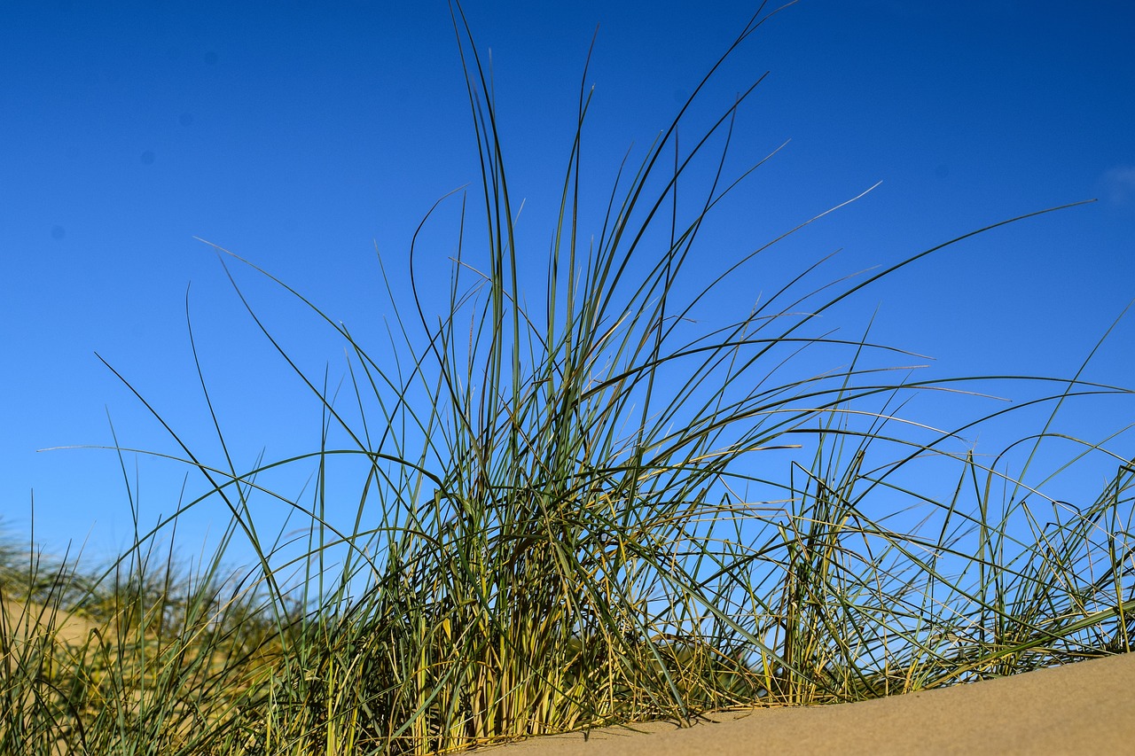 2024년 갑진년 소띠 운세: 새로운 시작을 위한 준비의 해