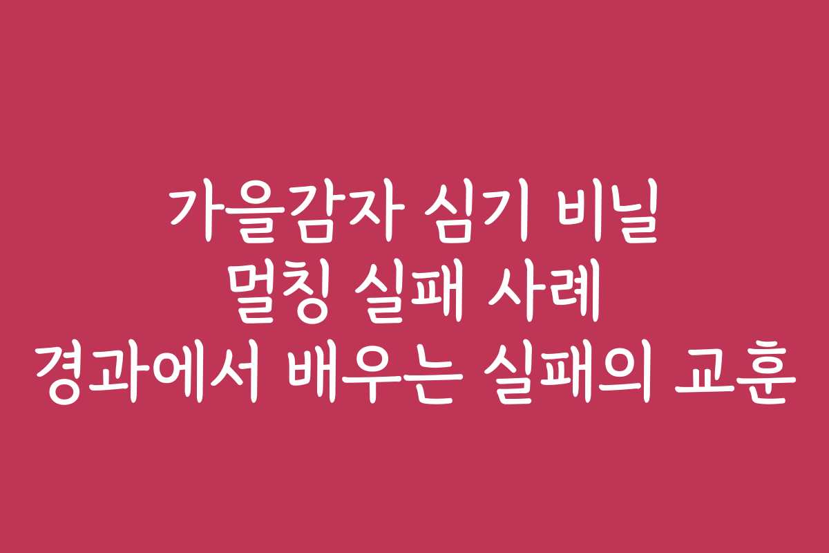 가을감자 심기 비닐 멀칭 실패 사례 경과에서 배우는 실패의 교훈