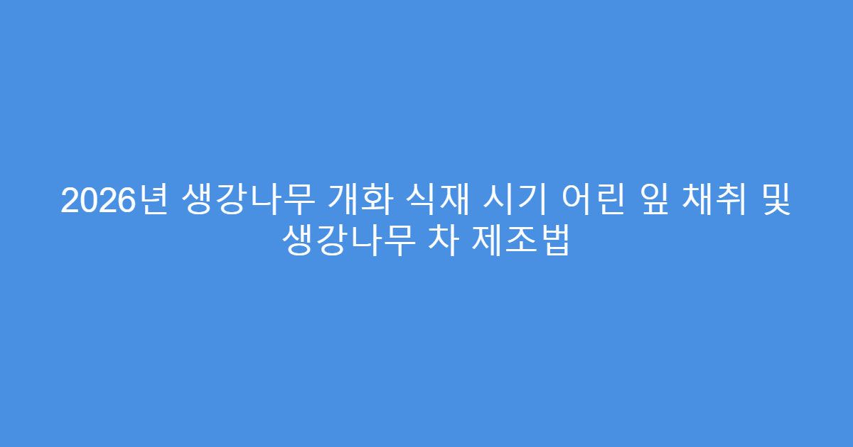 2026년 생강나무 개화 식재 시기 어린 잎 채취 및 생강나무 차 제조법